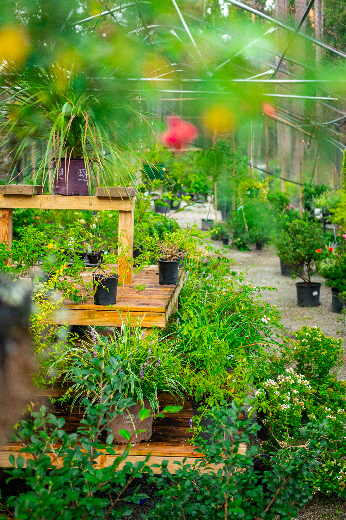 Shrubs and perennials growing on benches in the Pebble Creek nursery
